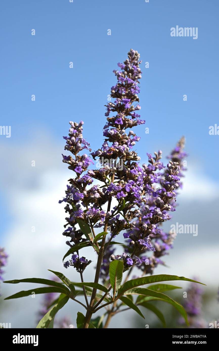 Im Spätsommer wachsen violette Blüten von Vitex agnus-castus oder keuscher Baum im britischen Garten September Stockfoto