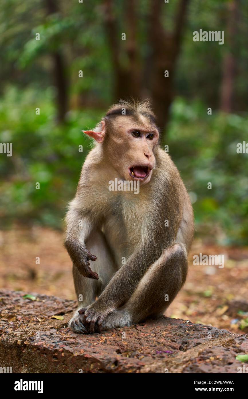 Ein wilder Affe, der in Indien fotografiert wurde, zeigt das Verhalten und den natürlichen Charakter der vielfältigen Tierwelt des Landes. Stockfoto