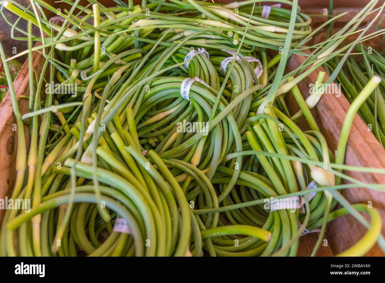 Nahaufnahme von Knoblauchlandschaften auf einem Bauernmarkt im Freien. Stockfoto