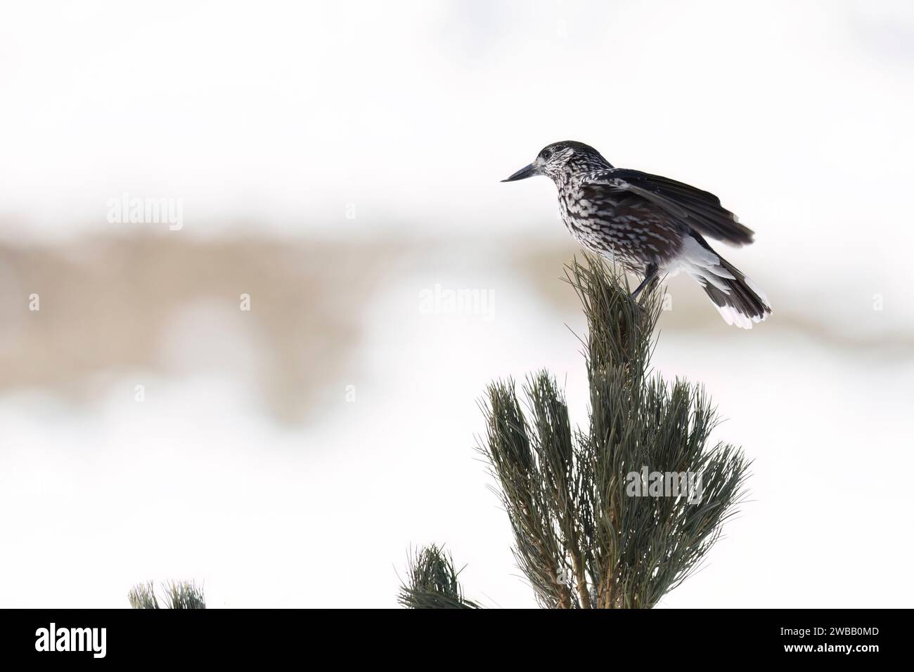 Der gefleckte Nussknacker, eurasischer Nussknacker oder Nussknacker (Nucifraga caryocatactes), der in den Alpen fotografiert wurde. Stockfoto