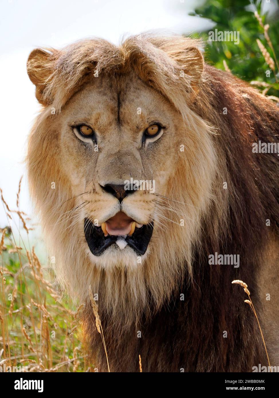 Porträt des Löwen (Panthera leo) mit offenem Mund Stockfoto