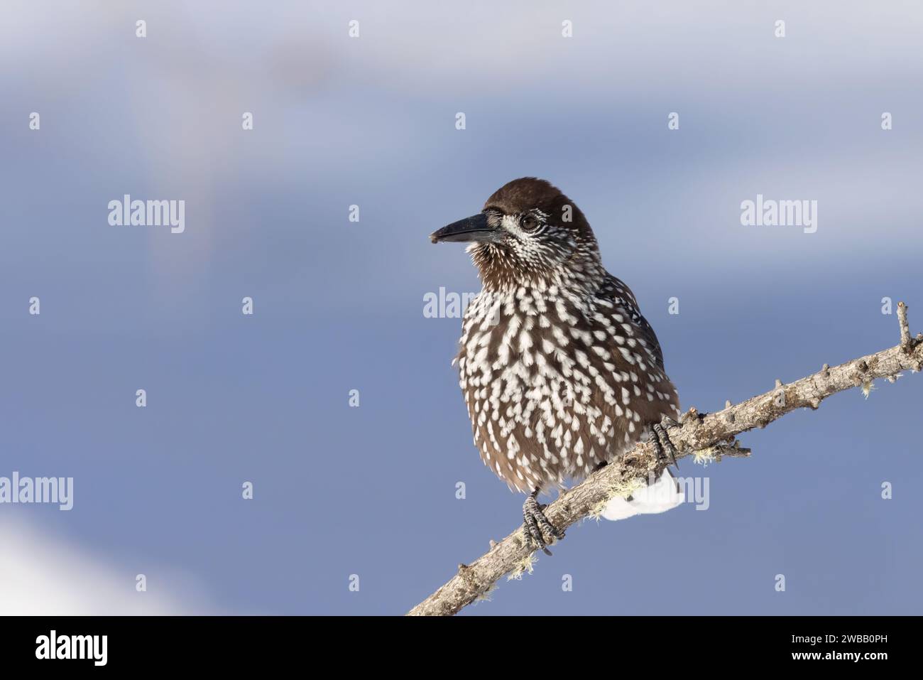 Der gefleckte Nussknacker, eurasischer Nussknacker oder Nussknacker (Nucifraga caryocatactes), der in den Alpen fotografiert wurde. Stockfoto