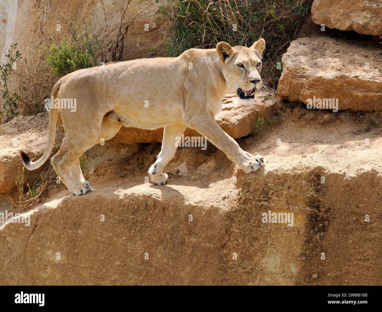 Löwin (Panthera leo) geht auf den Felsen und öffnet seinen Mund Stockfoto