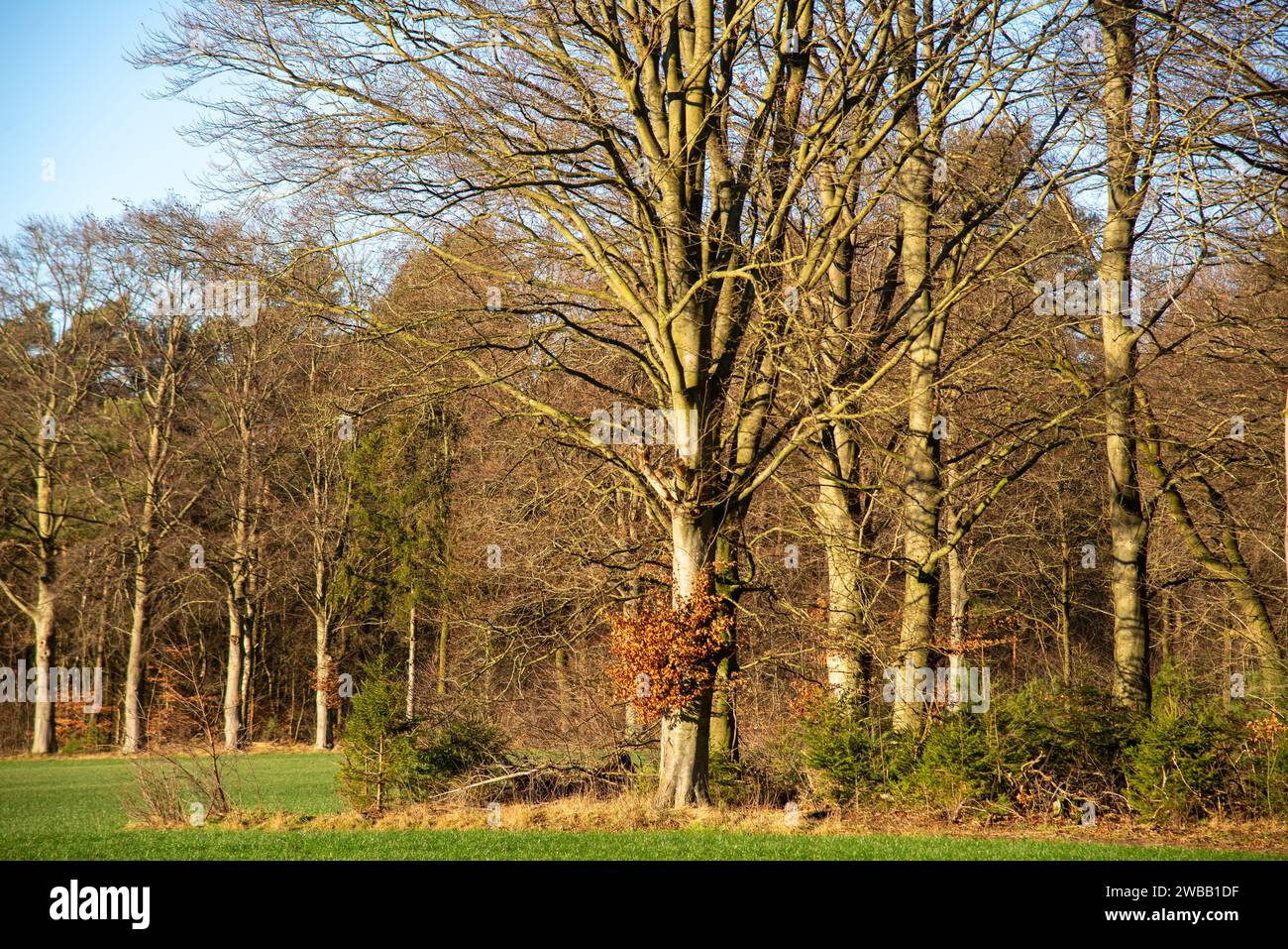 Wald im Winter in Achterhoek, Gelderland, Holland Stockfoto