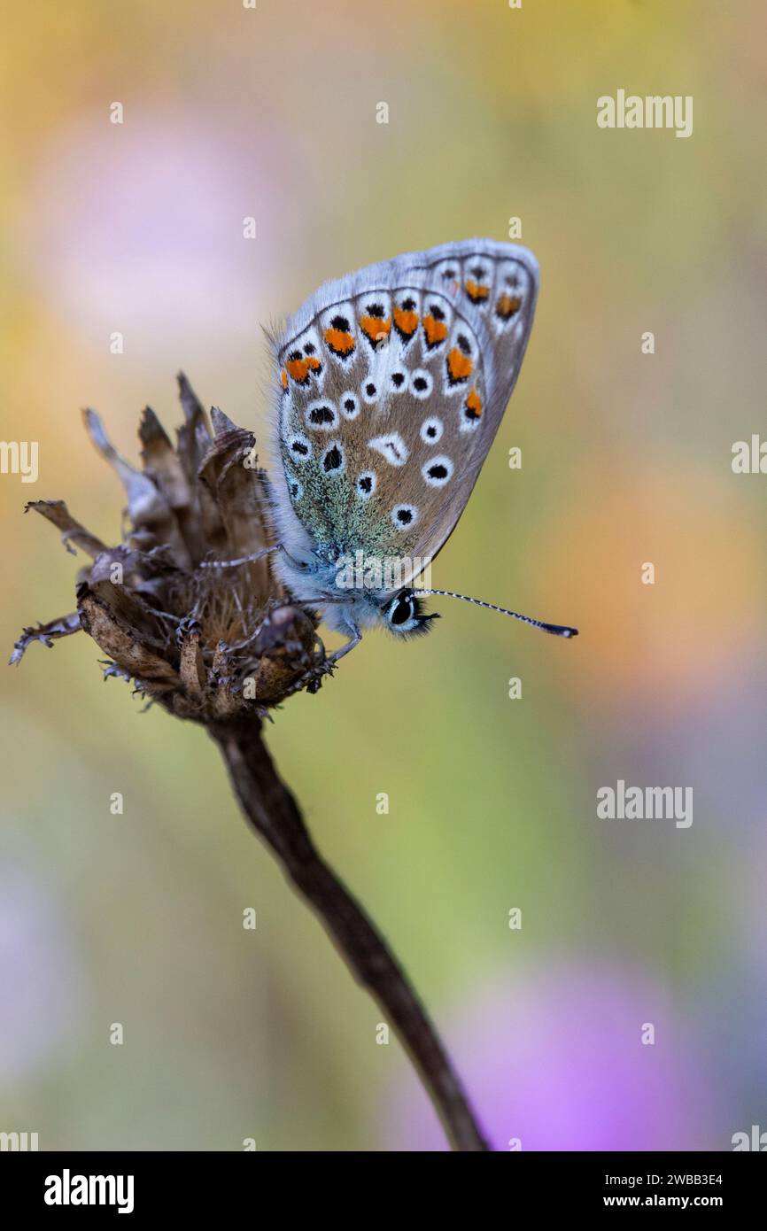 Closeup Bild eines Gemeinsamen Blauer Schmetterling (Polyommatus icarus) Stockfoto