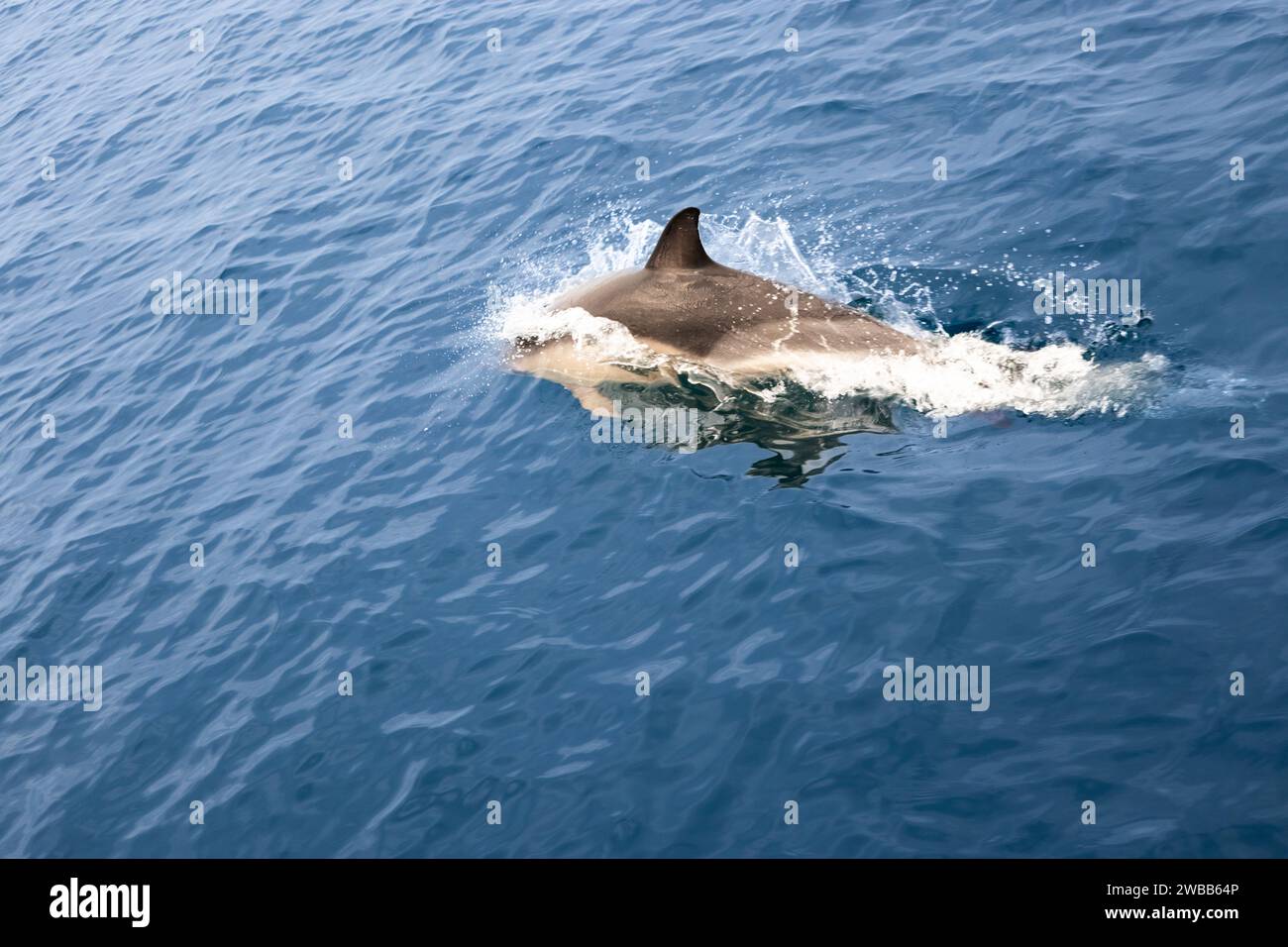 Ein Delfin plätschert in der Oberfläche des blauen Meeres Bristol Kanal England Stockfoto