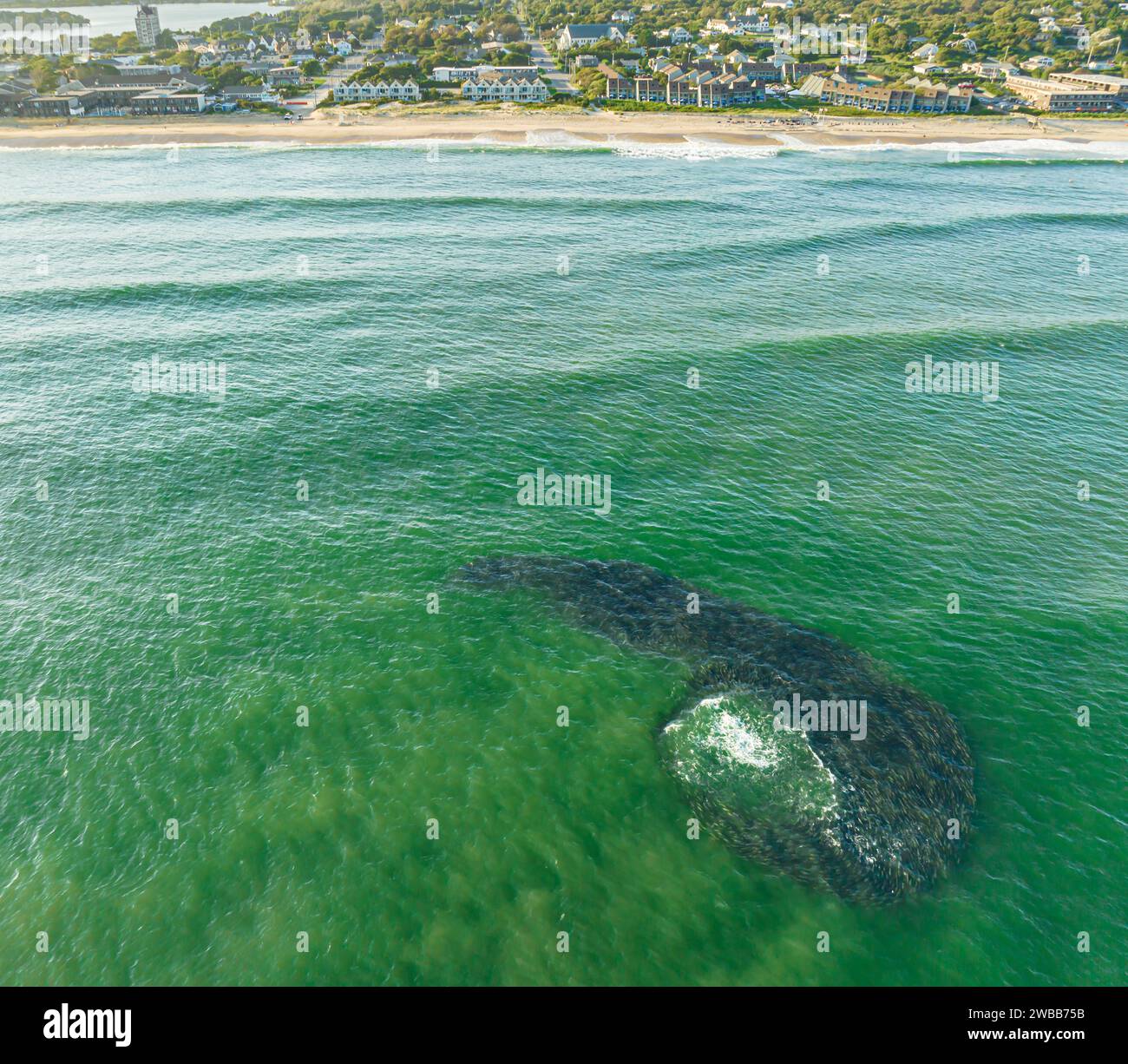 Ein Blick aus der Vogelperspektive auf eine große Schule von Bunkerfischen vor der Küste von montauk, ny Stockfoto