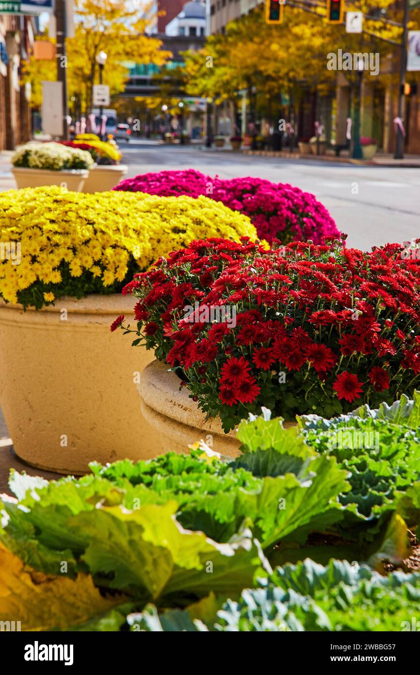 Herbstliche Chrysanthemen in Urban Decorative Pots, City Street Scene Stockfoto