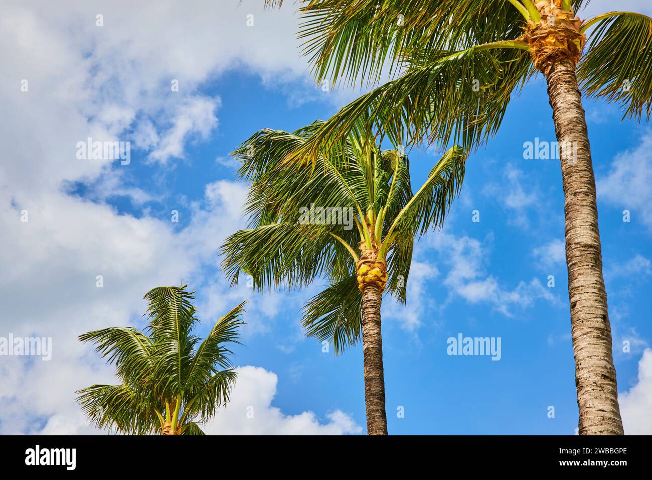 Tropische Palmen und Blauer Himmel, flacher Blick Stockfoto