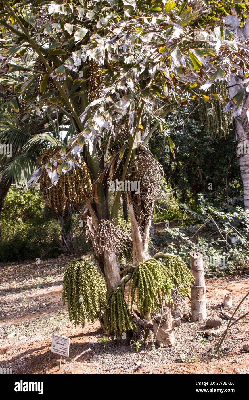 Fischschwanzpalme (Caryota mitis) im botanischen Garten, Maspalomas, Gran Canaria, Spanien Stockfoto