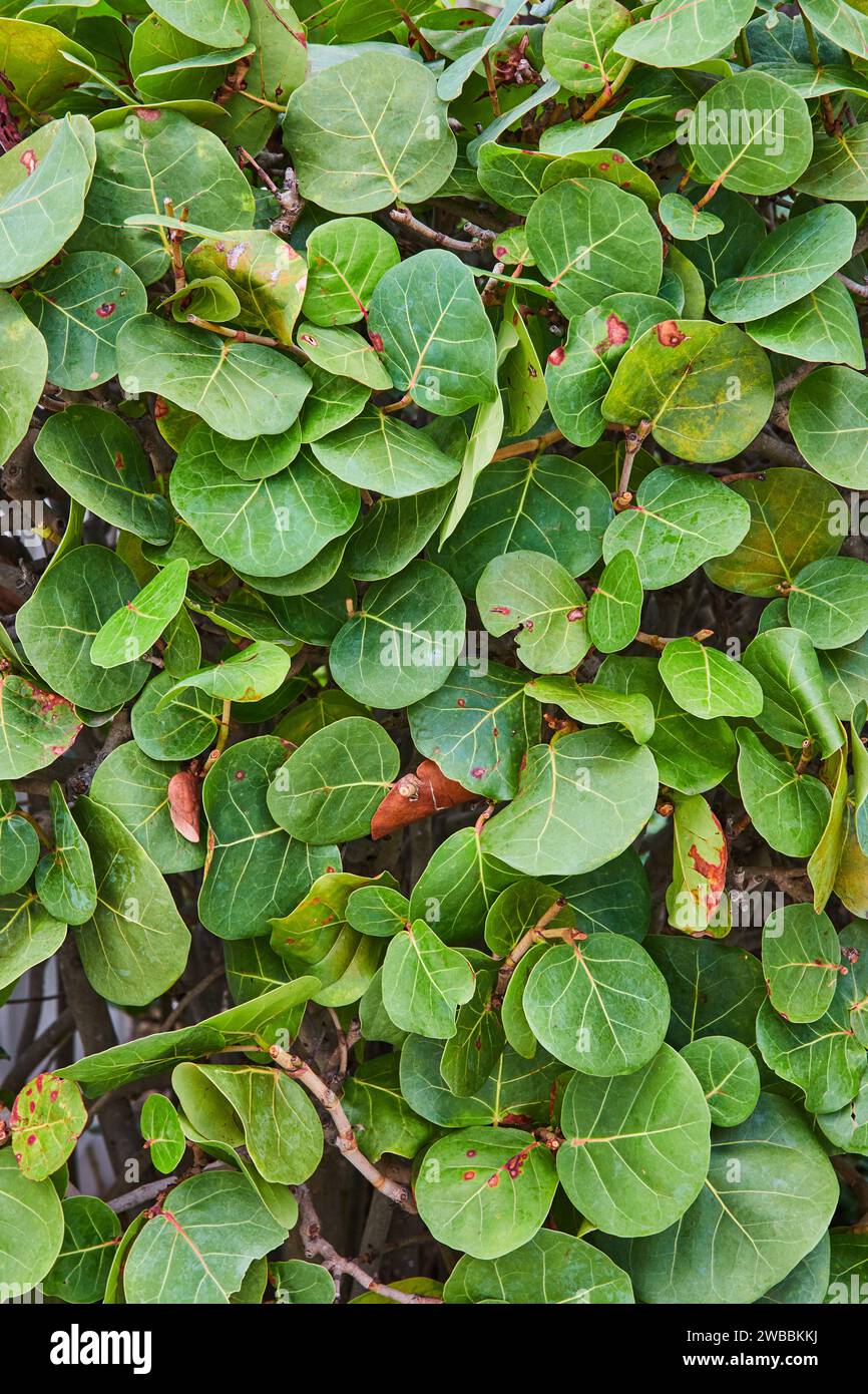 Nahaufnahme Der Textur „Lush Green Leaf“ Stockfoto