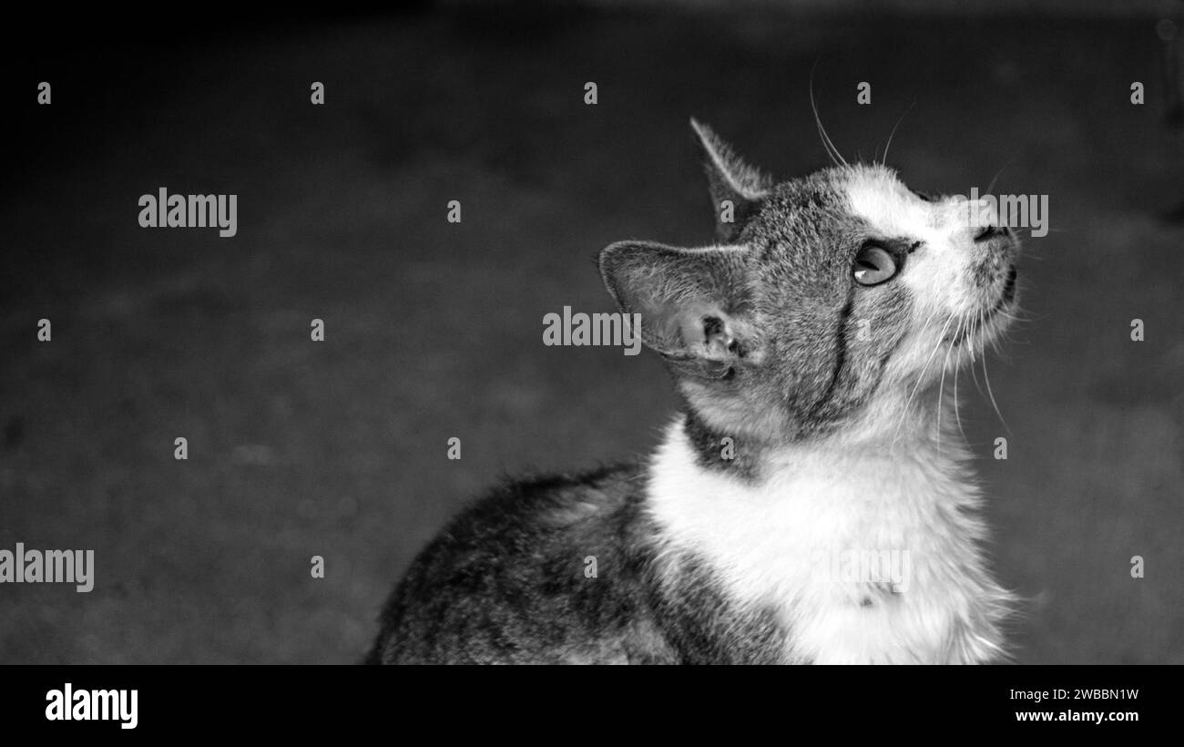 Ein Schwarzweißfoto einer Katze in Kalibo, Aklan, Philippinen. Stockfoto