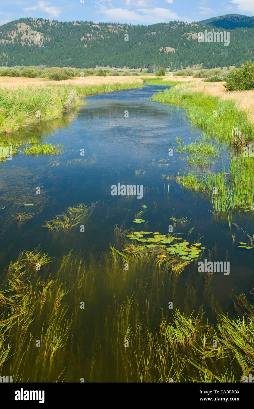 Ashley Creek, Smith Lake Waterfowl Produktionsgebiet, Montana Stockfoto