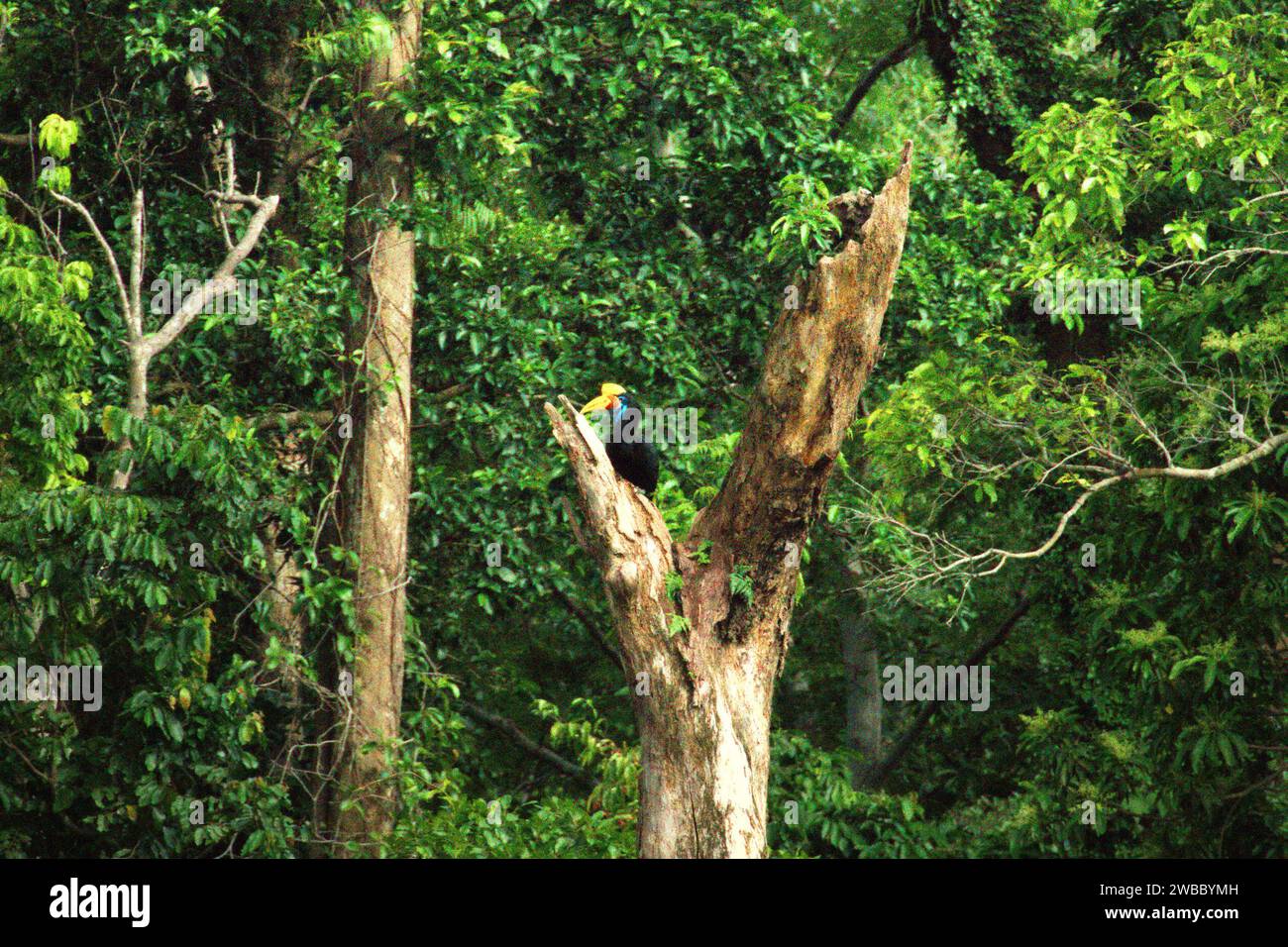 Ein weibliches Individuum des Nashornvogels (Rhyticeros cassidix) sitzt auf einem toten Baum in einem Regenwaldgebiet in der Nähe von Mount Tangkoko und Duasudara in Bitung, Nord-Sulawesi, Indonesien. Aufgrund seiner Abhängigkeit von Wäldern und bestimmten Arten von Bäumen ist der Nashornvogel vom Klimawandel bedroht. Es betrifft jedoch auch andere Wildtierarten und letztendlich auch den Menschen. Ein kürzlich von einem Team von Wissenschaftlern unter der Leitung von Marine Joly in Bezug auf den Sulawesi-Schwarzkäppchen-Makaken (Macaca nigra) durchgeführter Bericht hat gezeigt, dass die Temperatur im Tangkoko-Wald tatsächlich steigt. Zwischen 2012 und 2020, Temperaturen... Stockfoto