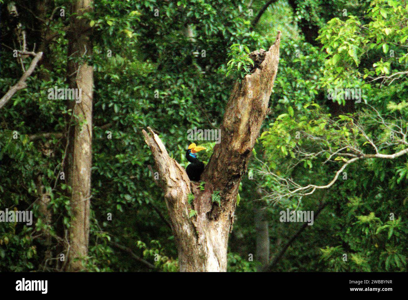 Ein weibliches Individuum des Nashornvogels (Rhyticeros cassidix) sitzt auf einem toten Baum in einem Regenwaldgebiet in der Nähe von Mount Tangkoko und Duasudara (Dua Saudara) in Bitung, Nord-Sulawesi, Indonesien. Aufgrund seiner Abhängigkeit von Wäldern und bestimmten Arten von Bäumen ist der Nashornvogel vom Klimawandel bedroht. Es betrifft jedoch auch andere Wildtierarten und letztendlich auch den Menschen. Ein kürzlich von einem Team von Wissenschaftlern unter der Leitung von Marine Joly in Bezug auf den Sulawesi-Schwarzkäppchen-Makaken (Macaca nigra) durchgeführter Bericht hat gezeigt, dass die Temperatur im Tangkoko-Wald tatsächlich steigt. Zwischen 2012 und 2020... Stockfoto
