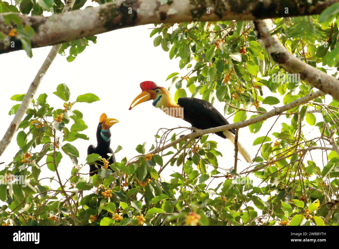 Nasenschnabel (Rhyticeros cassidix), ein Paar, das auf einem fruchtigen Feigenbaum sitzt, während sie in einem bewachsenen Gebiet am Fuße des Mount Tangkoko und Duasudara (Dua Saudara) in Bitung, Nord-Sulawesi, Indonesien, auf der Suche sind. Die International Union for Conservation of Nature (IUCN) kommt zu dem Schluss, dass steigende Temperaturen unter anderem zu ökologischen, verhaltensbezogenen und physiologischen Veränderungen der Tierarten und der Artenvielfalt geführt haben. „Zusätzlich zu einer erhöhten Rate von Krankheiten und degradierten Lebensräumen verursacht der Klimawandel auch Veränderungen in den Arten selbst, die ihr Überleben bedrohen“, schrieben sie in... Stockfoto