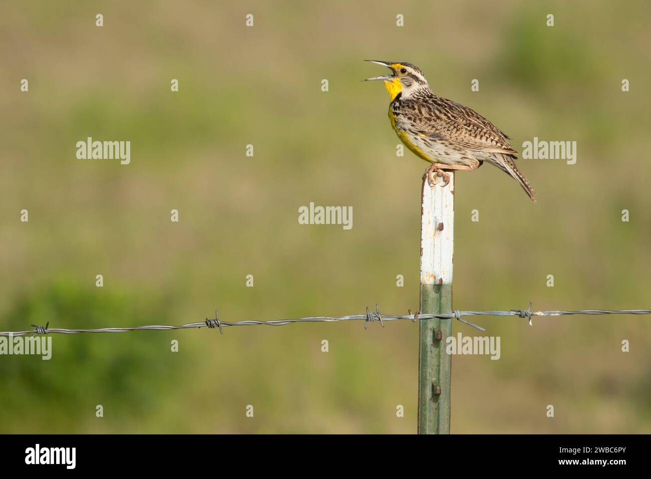 Meadowlark, First Peoples Buffalo Jump State Park, Montana Stockfoto