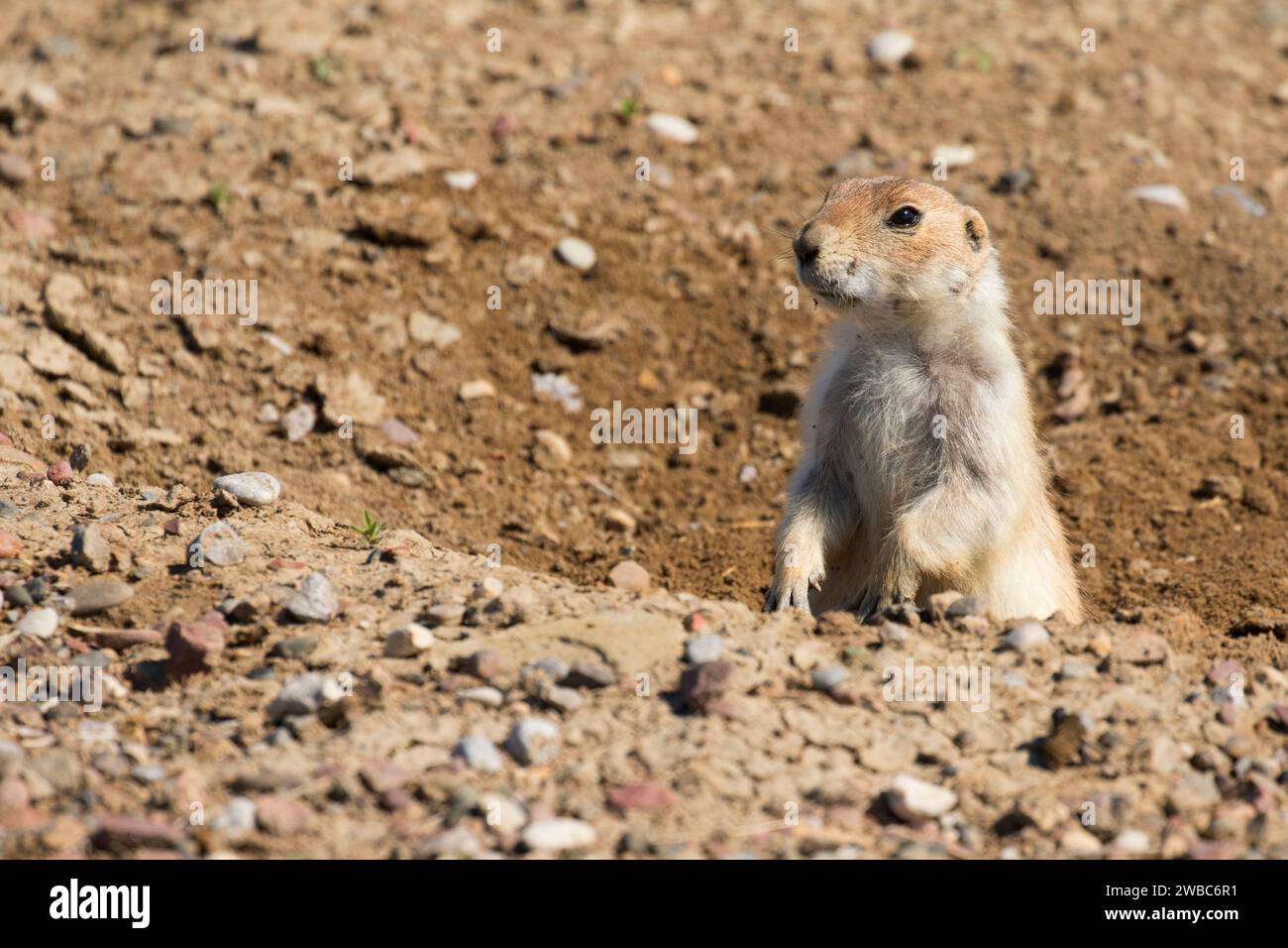 Prairie dog, ersten Völker Buffalo Jump State Park, Montana Stockfoto