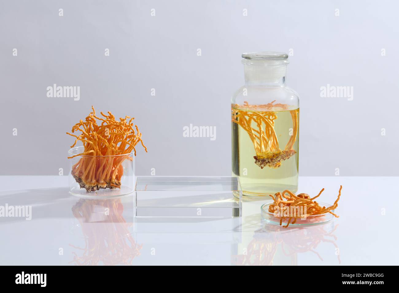 Vorderansicht der Laborausrüstung mit Cordyceps militaris, verziert mit transparentem Podium auf weißem Hintergrund. Leerzeichen für Display Pro Stockfoto