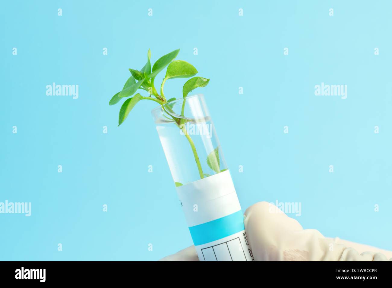 Weibliche Hand im Handschuh, die Reagenzglas mit Pflanze auf blauem Hintergrund hält. Pflanzen im Labor studieren. Anbau von GVO im Labor. Stockfoto
