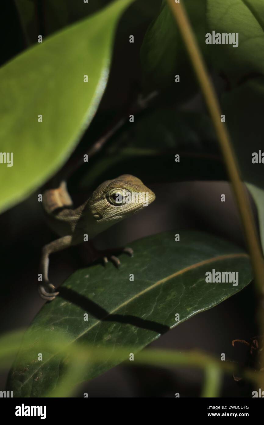 orientalische Garteneidechse oder veränderliche Eidechse (calotes versicolor) in einem tropischen Regenwald in indien Stockfoto