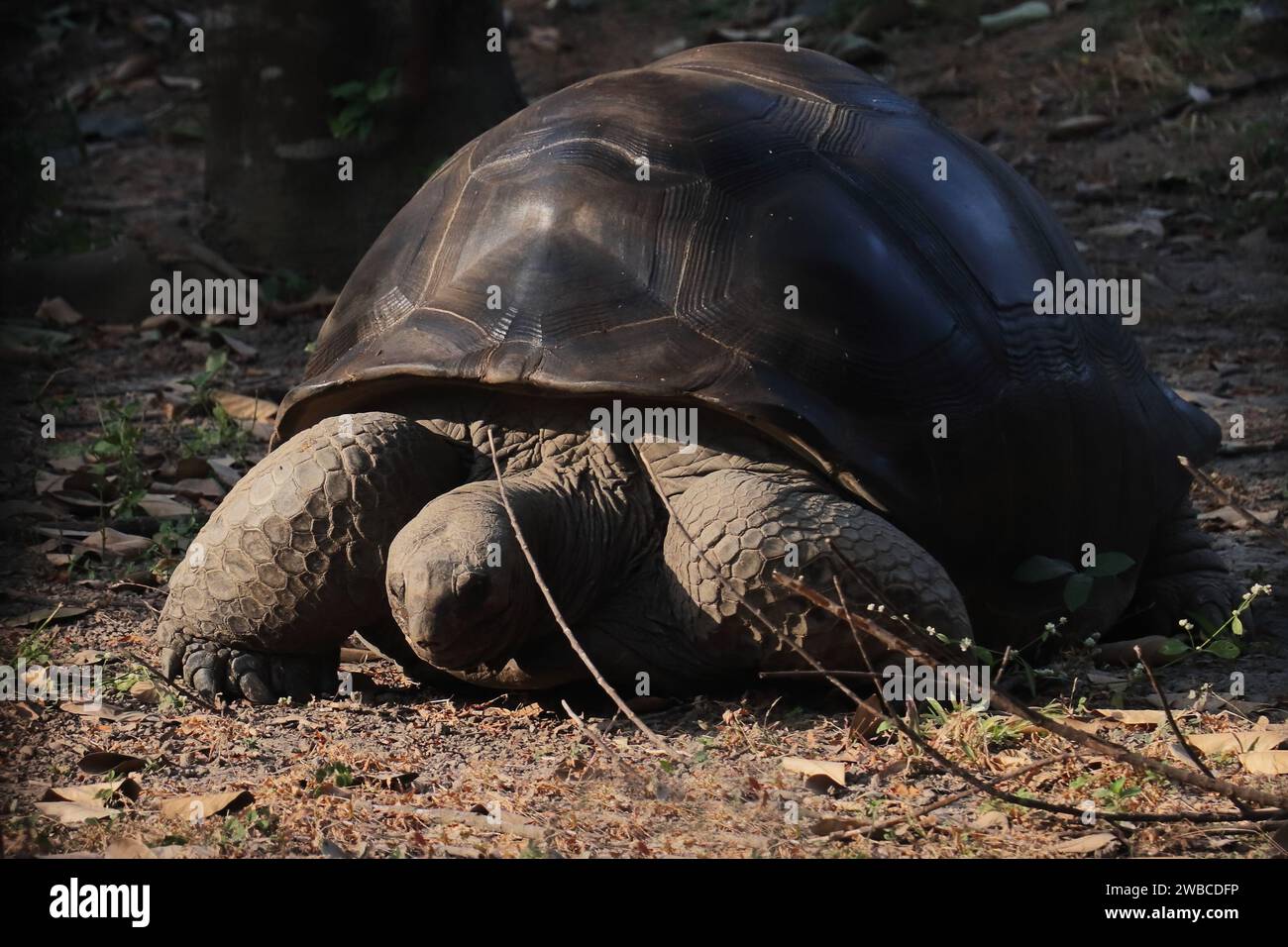 aldabra Riesenschildkröte (aldabrachelys gigantea) seltene und gefährdete Arten. Die Art ist endemisch auf den seychellen Stockfoto