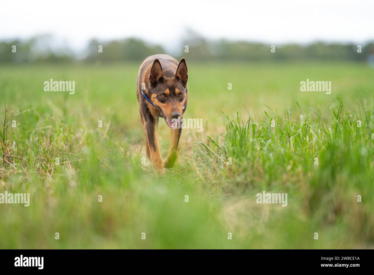 Arbeitender kelpie-Hund auf einer Farm in zew neuseeland Stockfoto