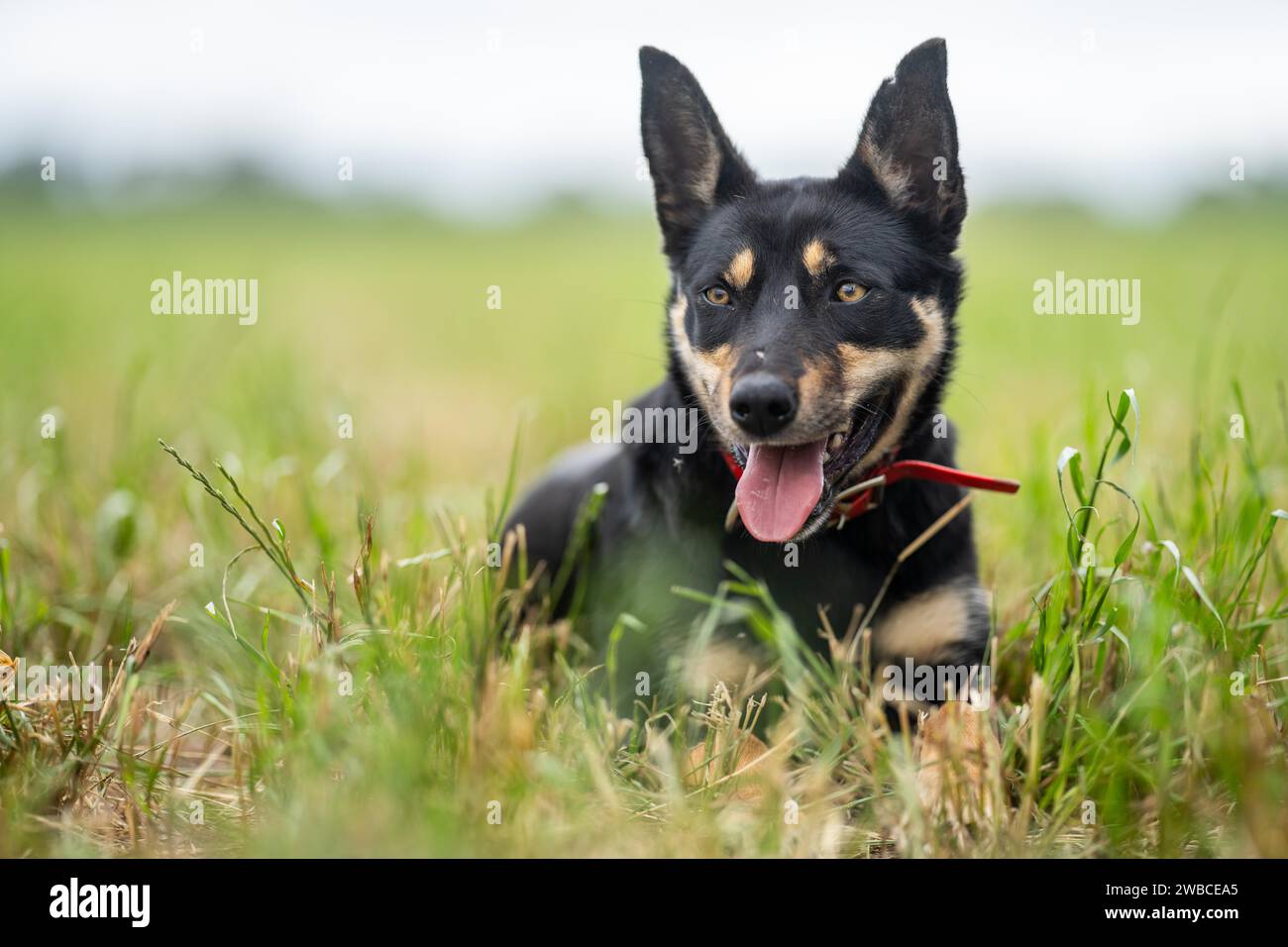 Arbeitender kelpie-Hund auf einer Farm in zew neuseeland Stockfoto