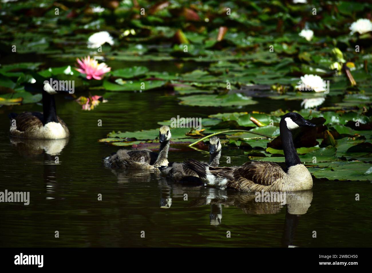 Kanadische Gänsefamilie mit zwei ausgewachsenen Vögeln und zwei Küken in einem Teich. Es ist eine große Wildgans mit schwarzem Kopf und Hals und weißen Wangen. Stockfoto