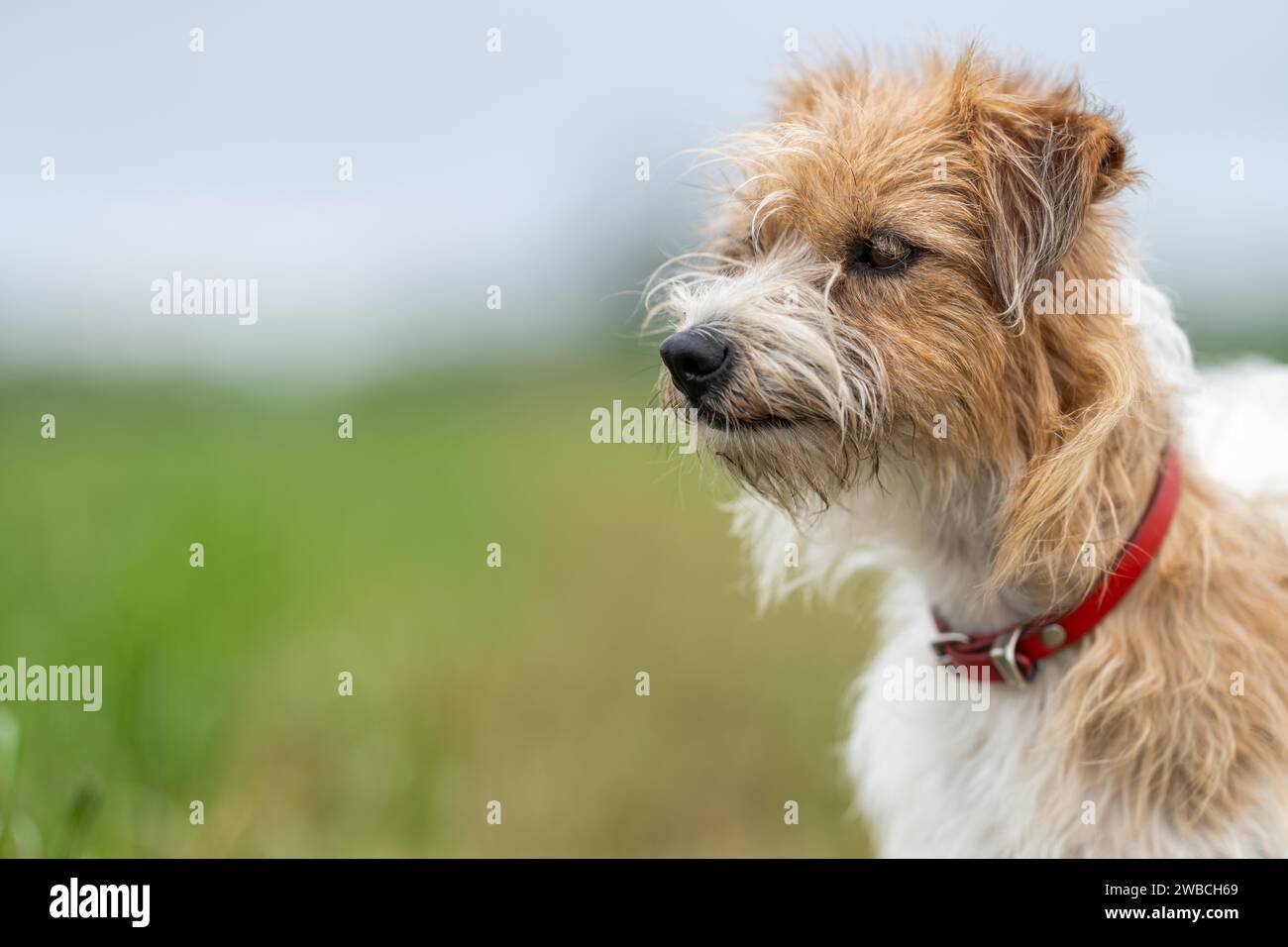 jack russell Dog Porträt auf einer Farm in einem grünen Grasfeld Stockfoto