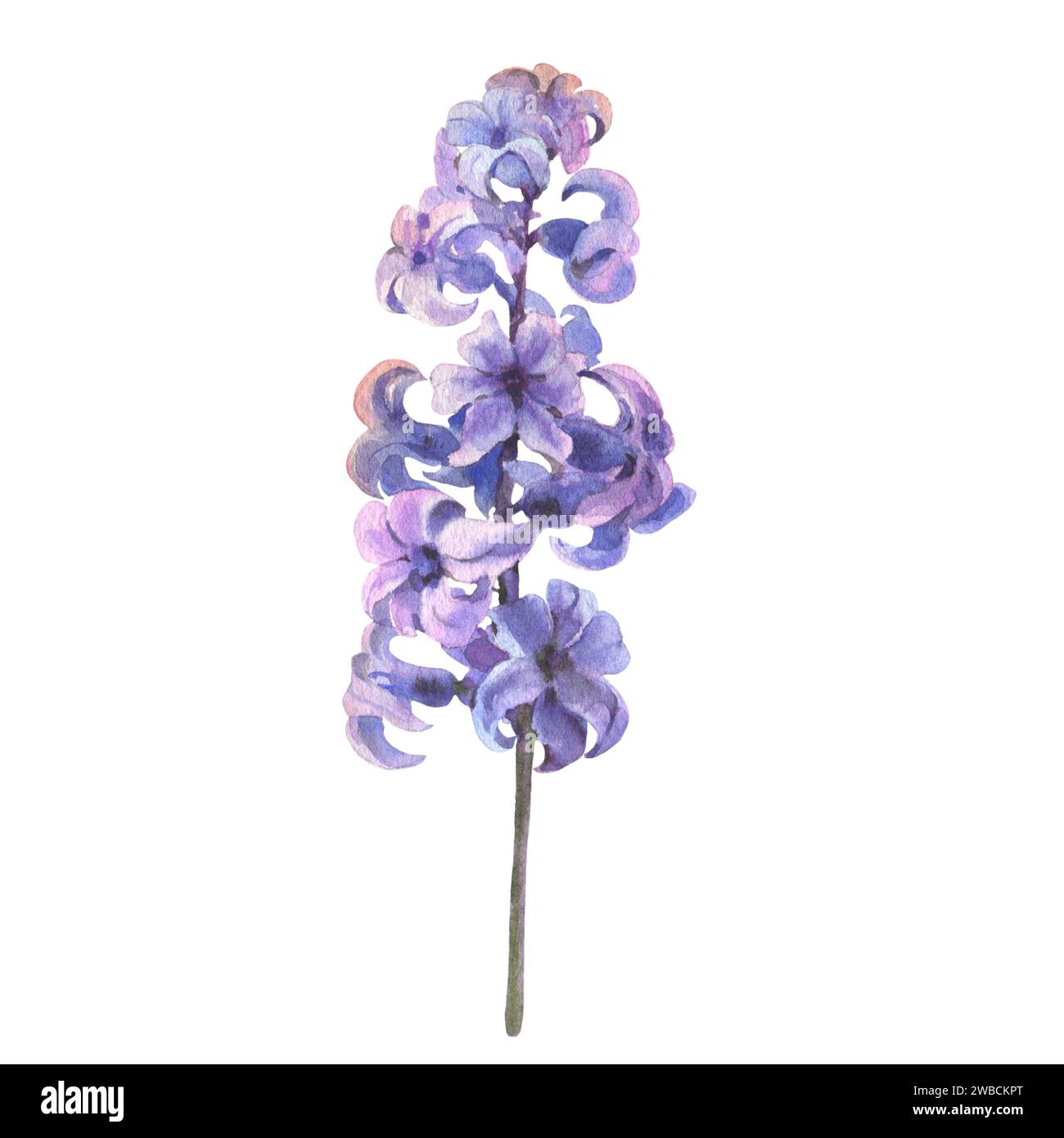 Violette Frühlingsblumenhyazinthe. Aquarellillustration einer zarten hellen Hyazinthenblume mit Blättern. Design zum Drucken von Postkarten, Einladungen zu Stockfoto