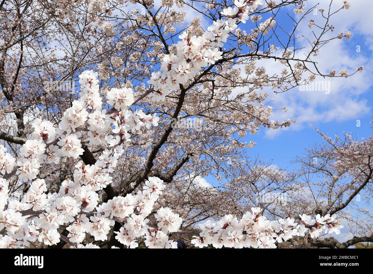 Zweig der blühenden Sakura mit weißen Blüten. Japanisches Hanami-Festival - Zeit, in der die Menschen die Sakura-Blüte genießen. Kirschblüte in Japa Stockfoto