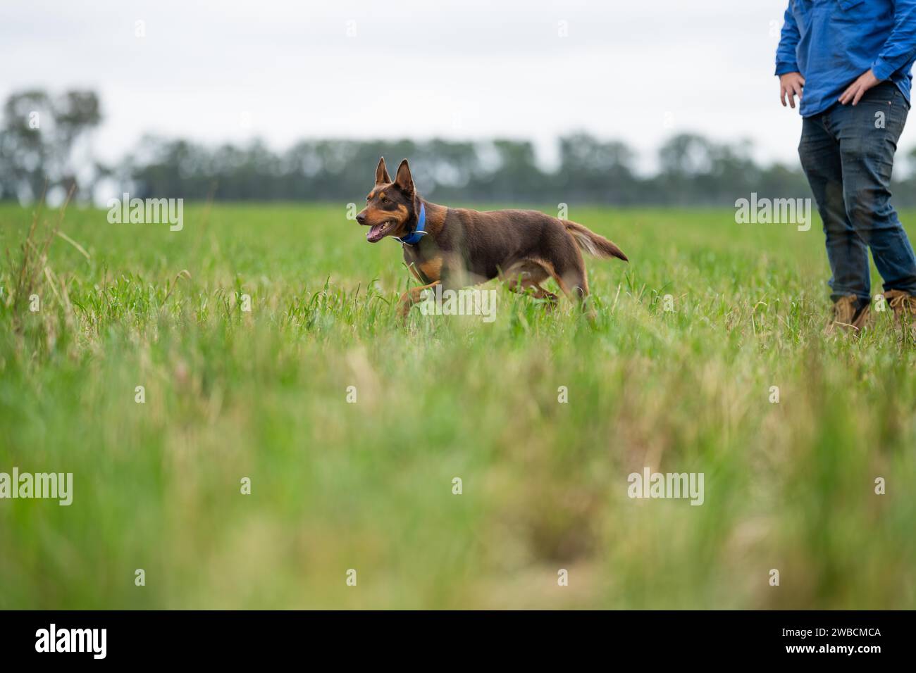Arbeitender kelpie-Hund auf einer Farm in zew neuseeland Stockfoto