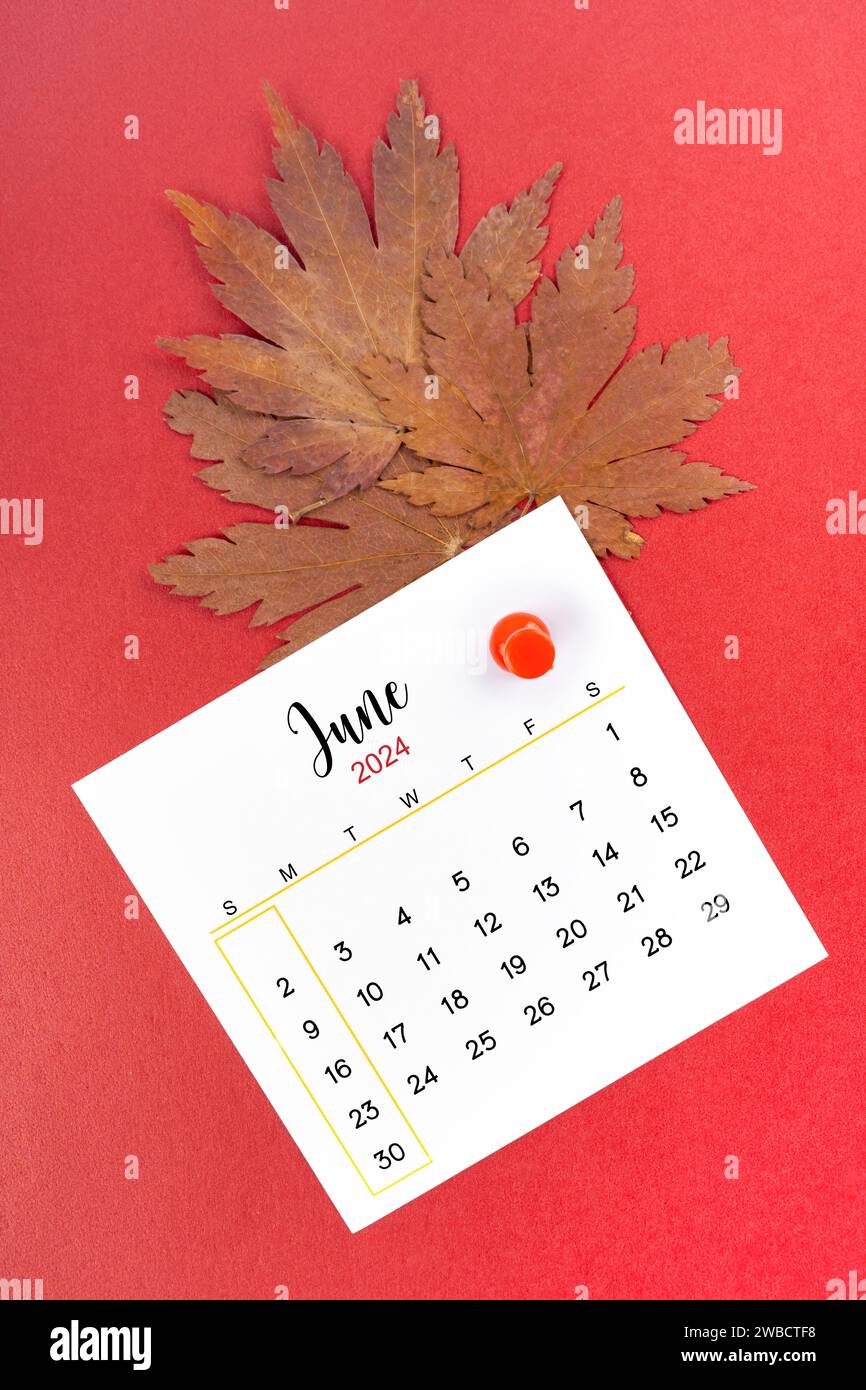 Kalenderseite Juni 2024 und herbstliches Ahornblatt mit Daumennadel auf rotem Hintergrund. Stockfoto