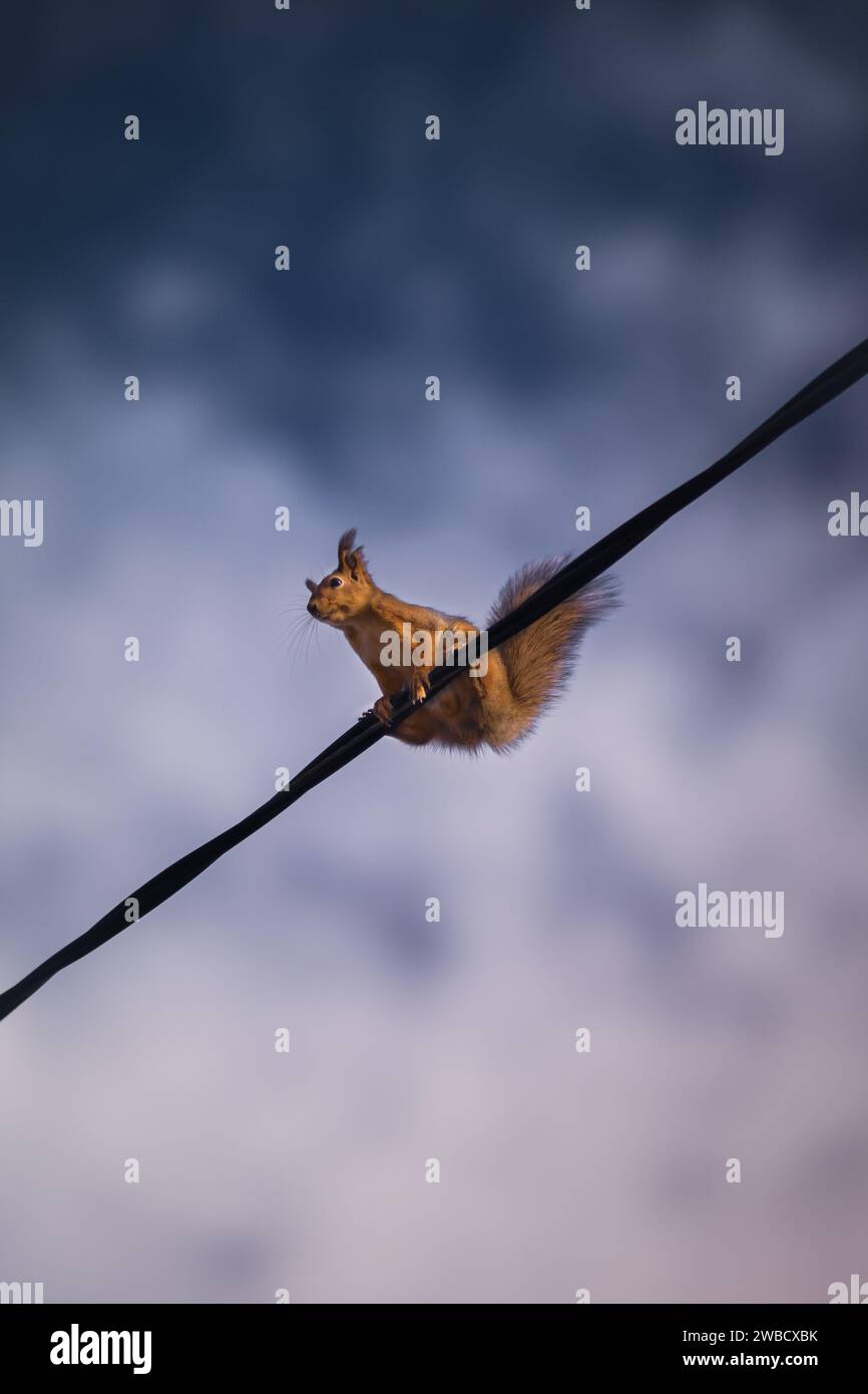 Ein gewagtes Eichhörnchen steht dem Sturm gegenüber Stockfoto