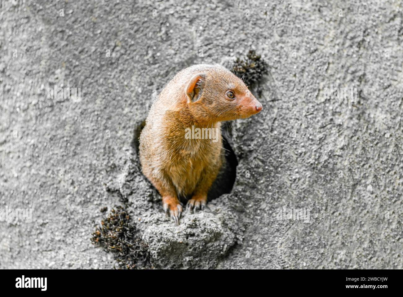 Porträt eines ostafrikanischen Mungos. Das Tier schaut aus der Höhle. Helogale. Stockfoto