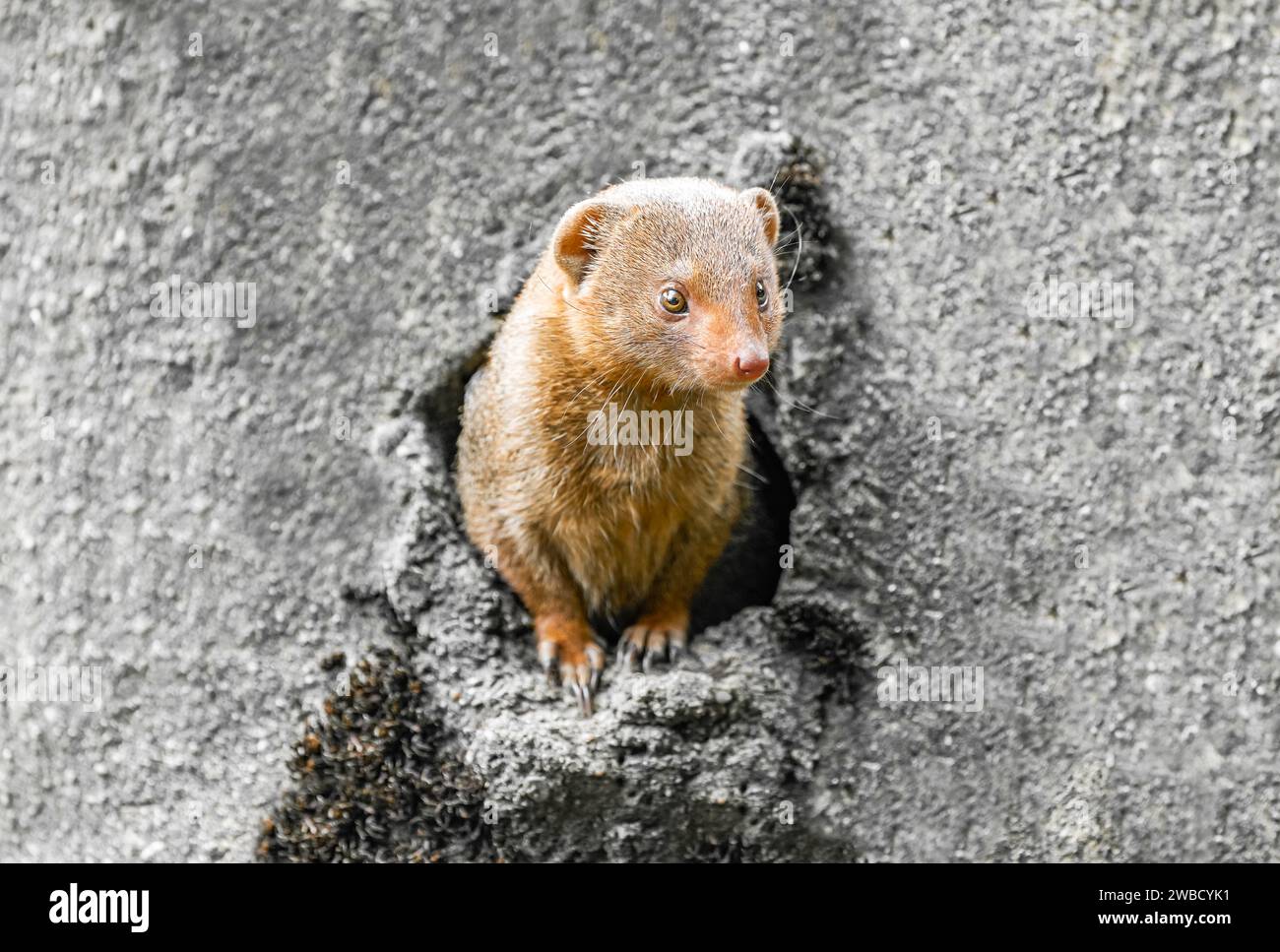 Porträt eines ostafrikanischen Mungos. Das Tier schaut aus der Höhle. Helogale. Stockfoto