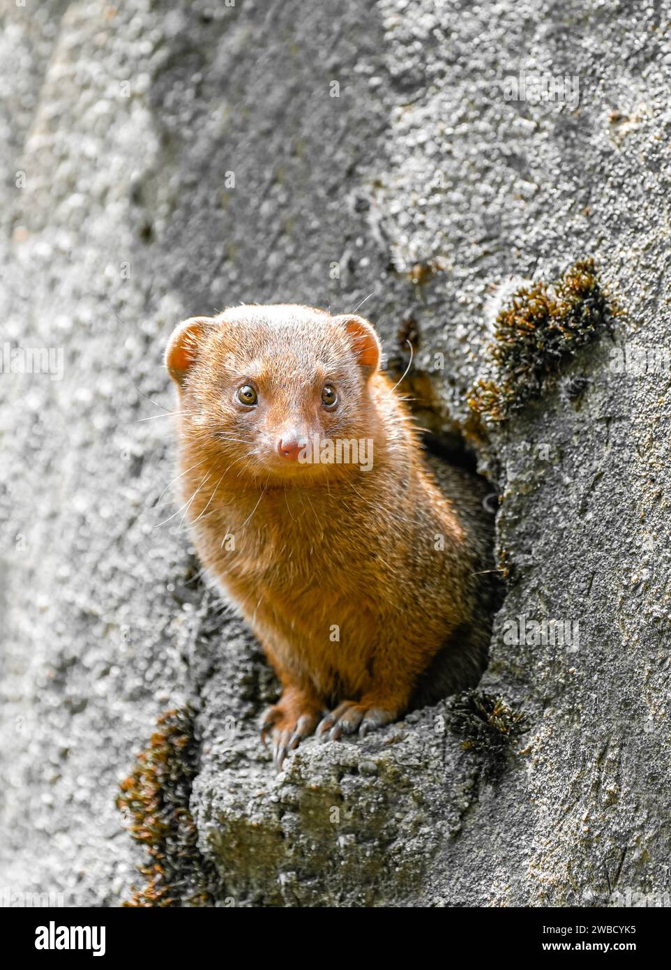 Porträt eines ostafrikanischen Mungos. Das Tier schaut aus der Höhle. Helogale. Stockfoto