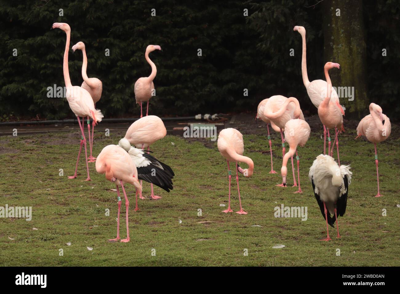 Gruppe von amerikanischen rosa Flamingovögeln, Art von Watvogel in der Familie Phoenicopteridae Stockfoto