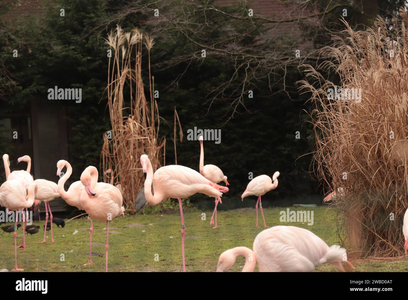 Gruppe von amerikanischen rosa Flamingovögeln, Art von Watvogel in der Familie Phoenicopteridae Stockfoto