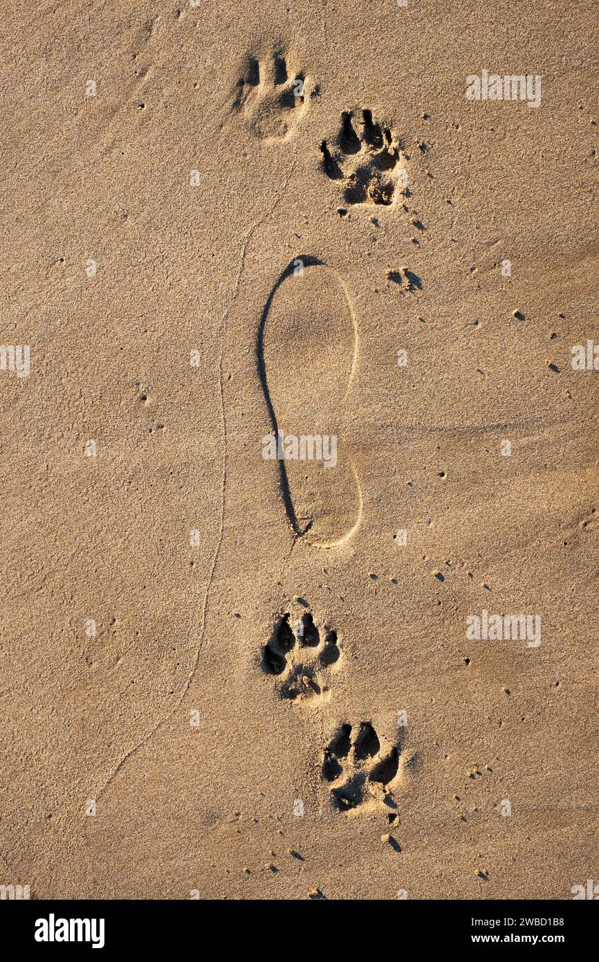 Fußabdrücke im Sand zeigen die ständige Gesellschaft eines Hundes, des treuen Freundes, der seinen Besitzer immer sein ganzes Leben lang begleitet Stockfoto