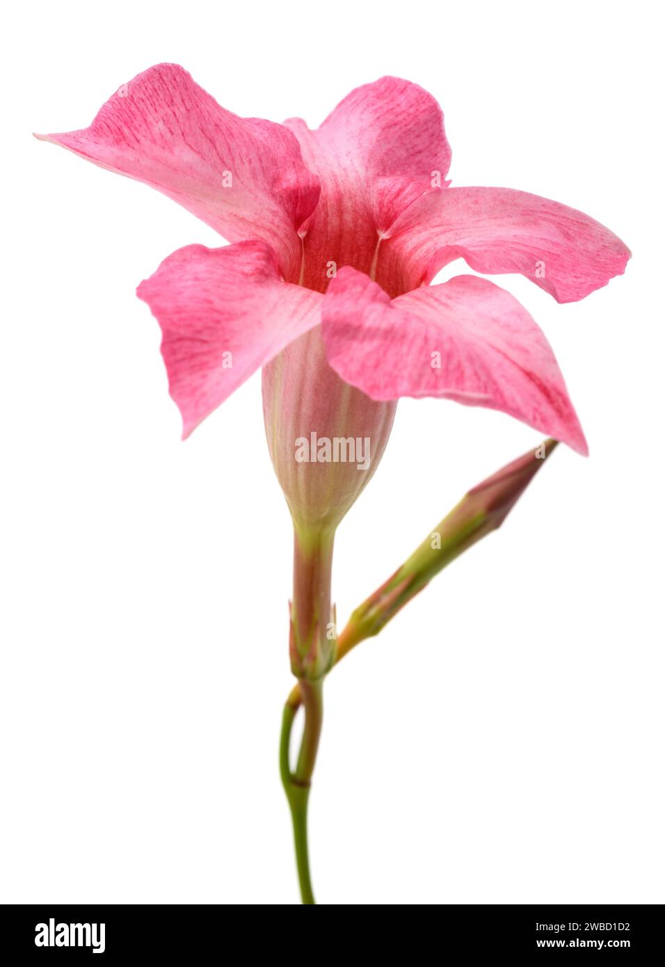 Rosa mandevilla Blume isoliert auf weißem Hintergrund Stockfoto