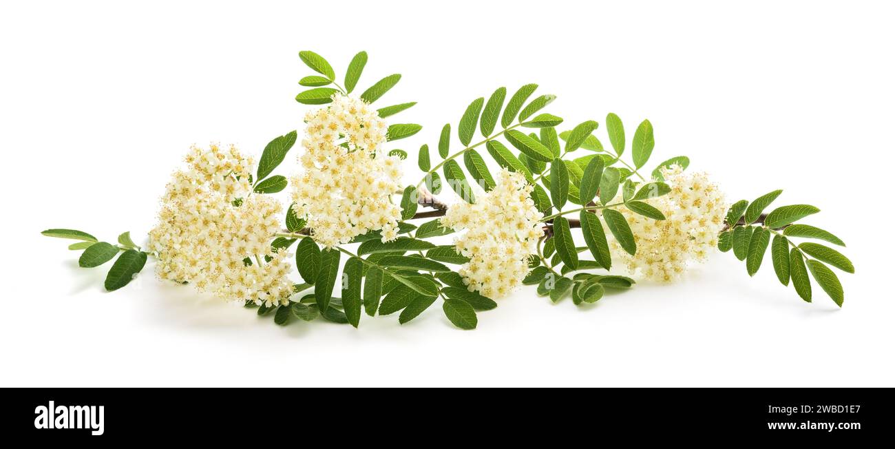 Rowan-Zweig mit Blumen isoliert auf weißem Hintergrund Stockfoto