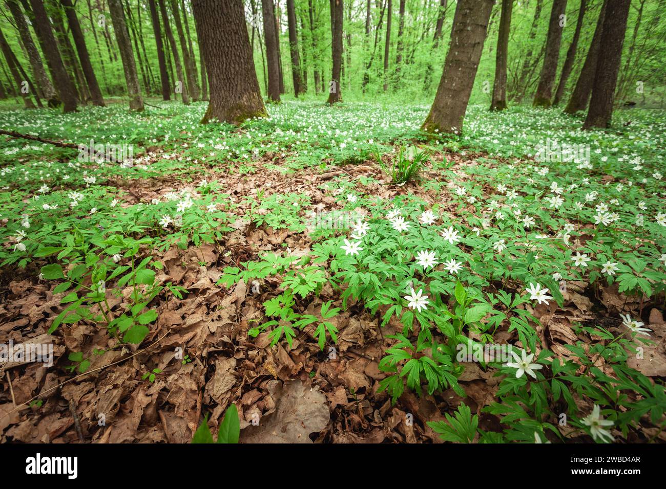 Wiese mit weißen Anemonen in einem grünen Wald, Apriltag, Ostpolen Stockfoto