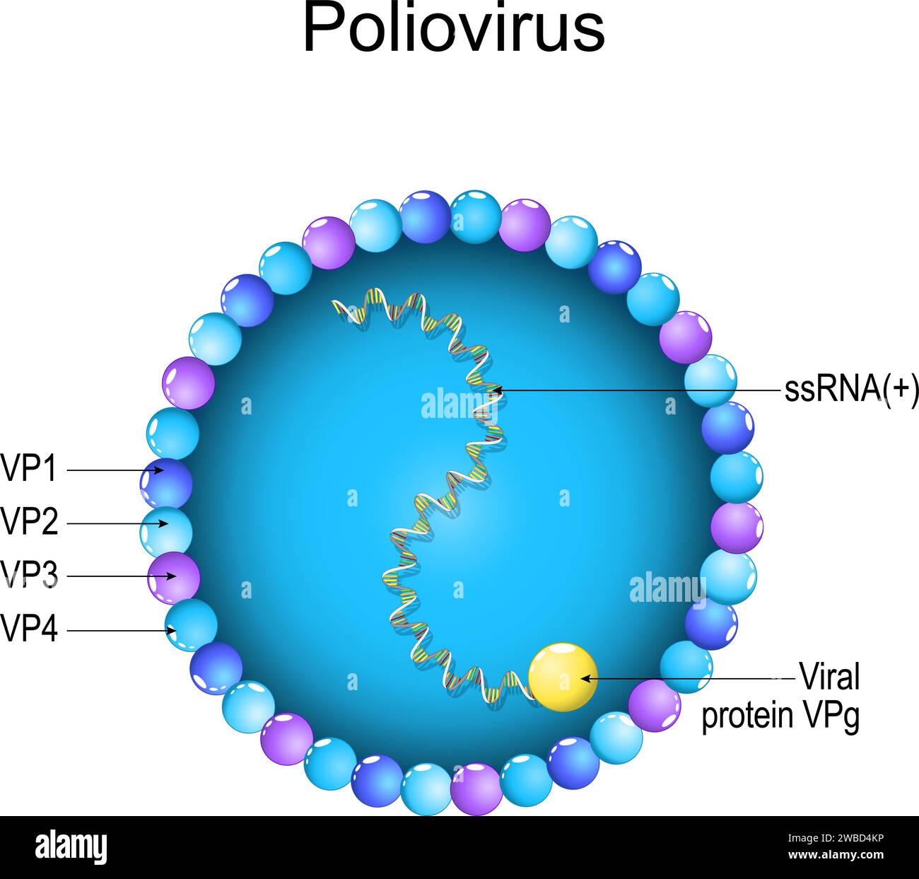Poliovirusstruktur. Nahaufnahme einer Virion-Anatomie. Vergrösserung des Virus, das Polio verursacht, Poliomyelitis. Vektordiagramm Stock Vektor
