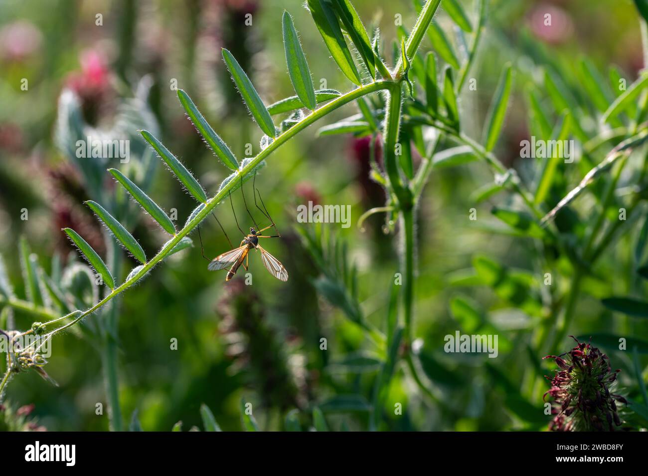 Groß kranefly in der grünen Natur auf einer Pflanze Stockfoto