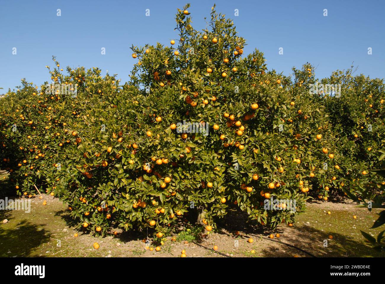 Orangenbäume mit reifem Obst und bereit für die Ernte, Lavea, Provinz Alicante, Valencia, Spanien Stockfoto