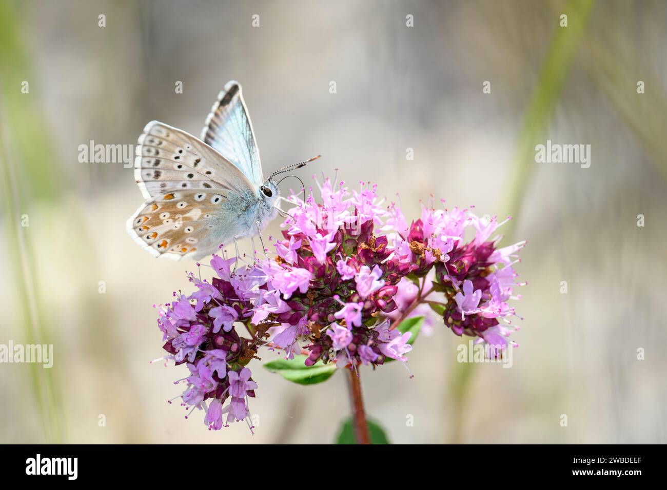 Das Chalkhalblau - Lysandra coridon - saugt Nektar mit seinem Rumpf aus der Blüte des Origanum vulgare - Oregano oder wilden Marjoram Stockfoto