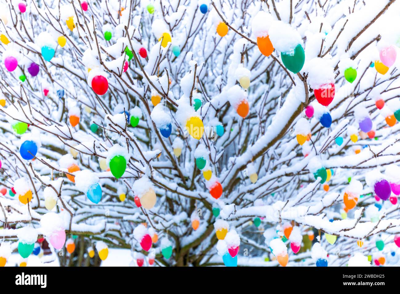 Ostereier mit Schnee bedeckt hängen an Zweigen und Ästen im Garten zur Dekotation Stockfoto