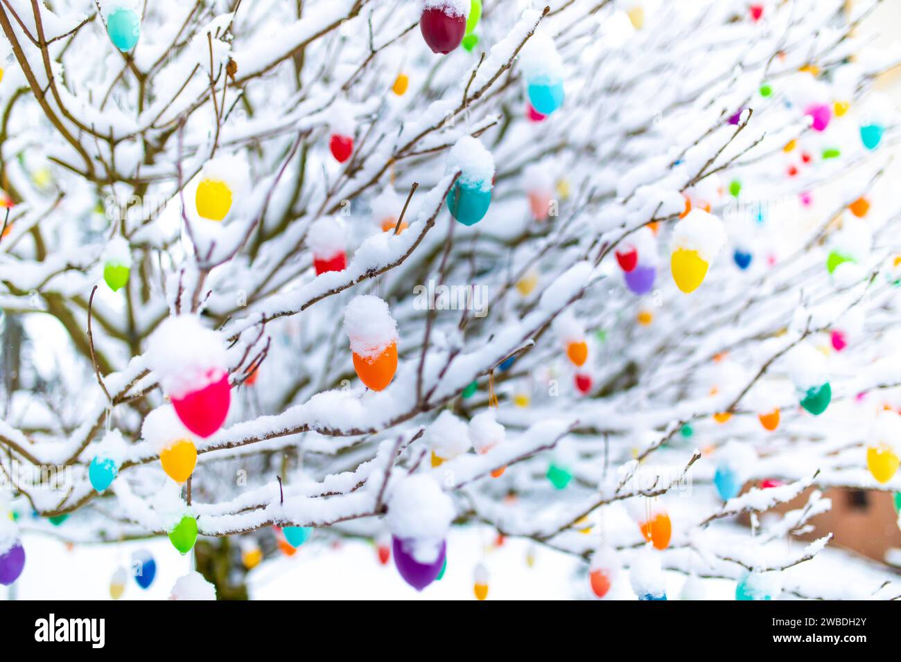 Ostereier mit Schnee bedeckt hängen an Zweigen und Ästen im Garten zur Dekotation Stockfoto